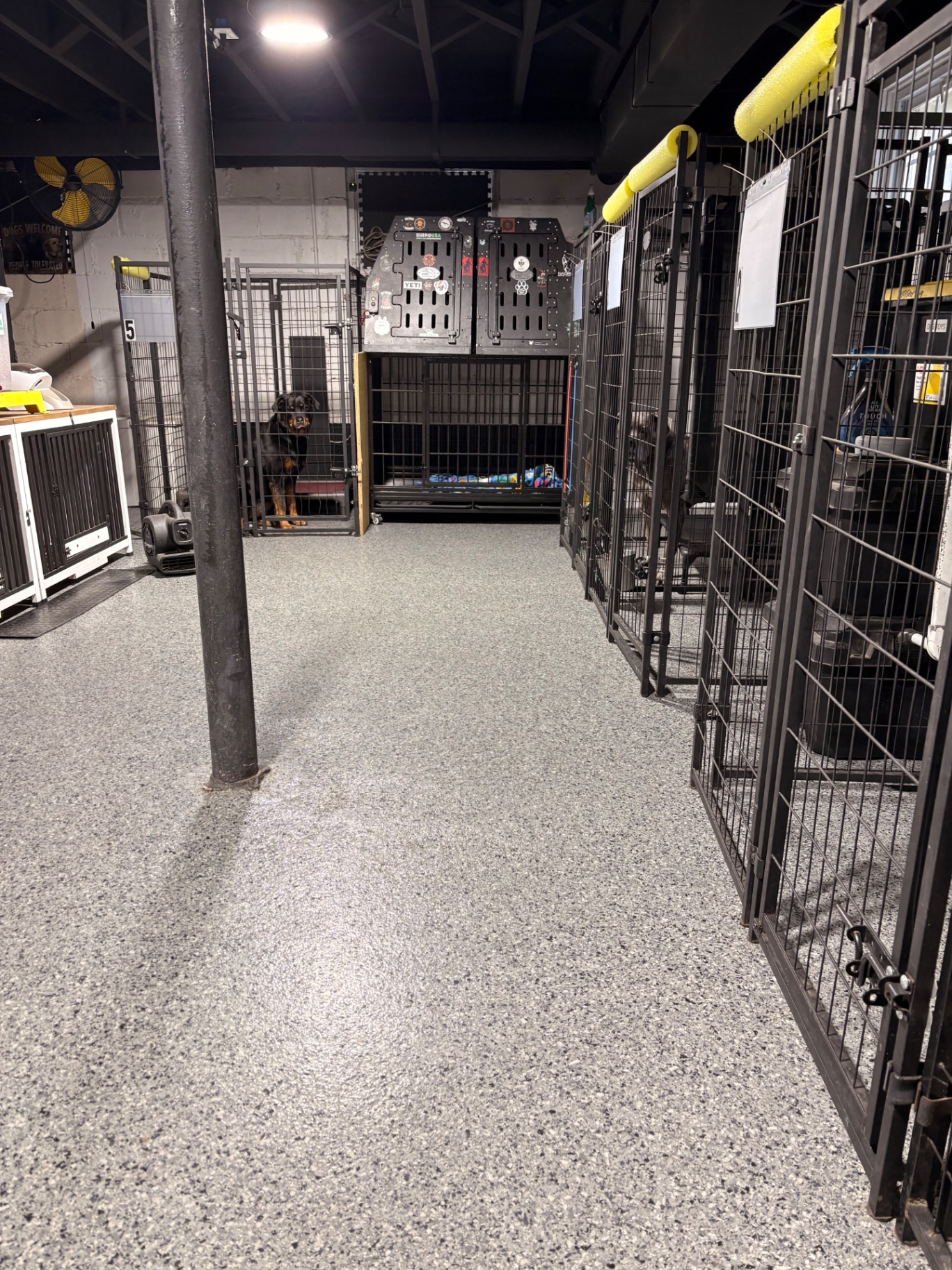 The ACT K9 boarding room with rows of individual kennels, dogs resting, and an American flag on the wall