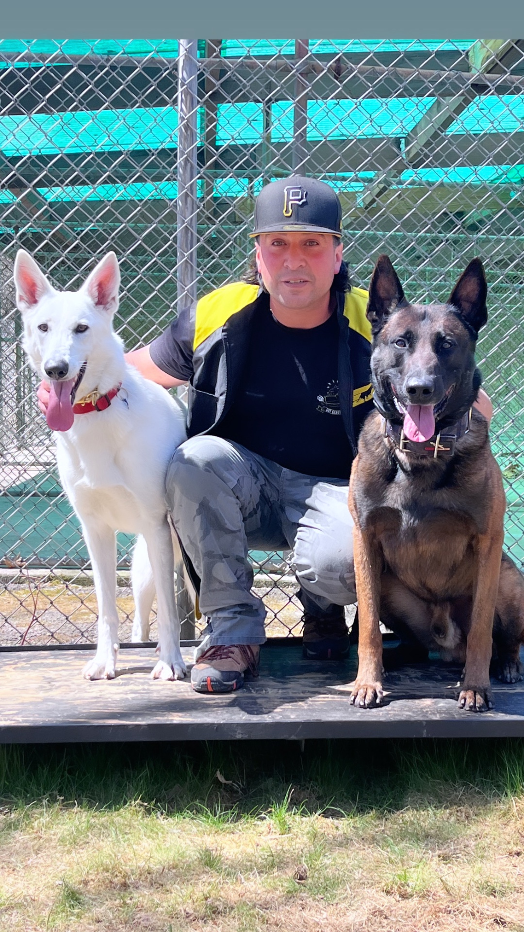 ACT K9 trainer kneeling between a white shepherd and a Belgian Malinois during obedience training