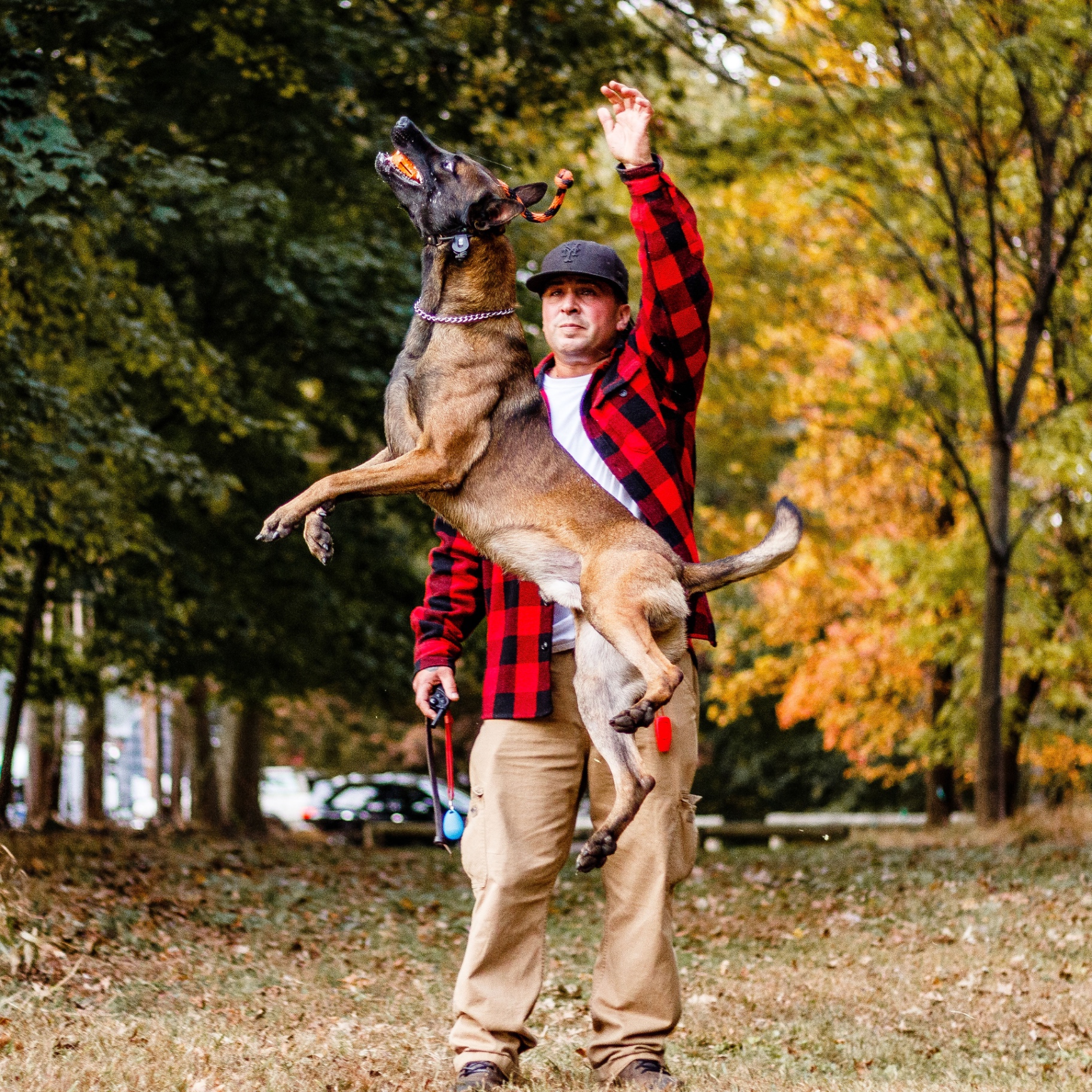 Trainer in a red flannel working a jumping Belgian Malinois in a New Jersey park
