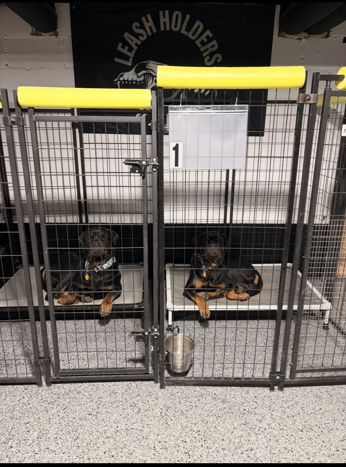 Two Rottweilers resting calmly on raised cots in their boarding kennels